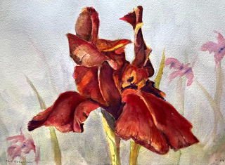 Iris