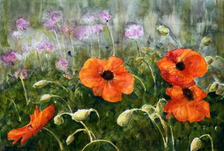 Poppies