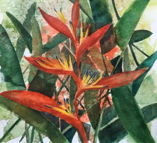 Bird of Paradise - Siraj Hull