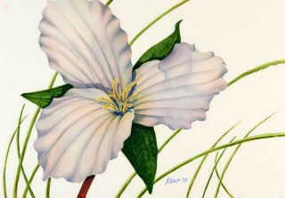 White Trillium - Kent Parks